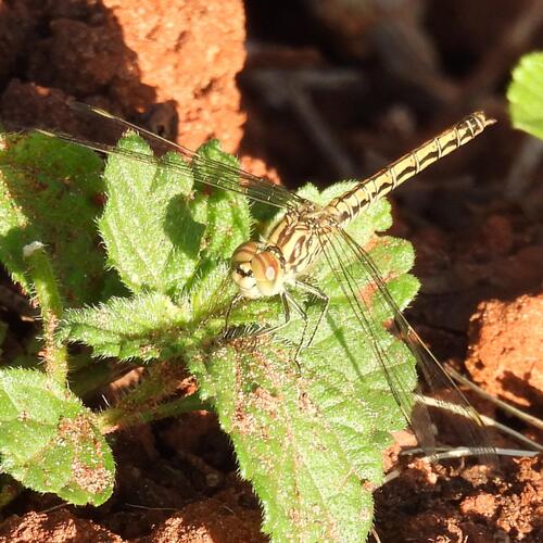 Southern Banded Groundling photo 3