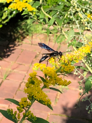 Sphex pensylvanicus