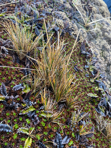 Land-tussac (Festuca contracta)