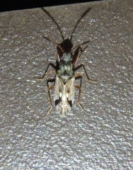 Pseudopachybrachius vinctus