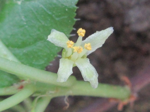 Celastrus flagellaris iNat (2)