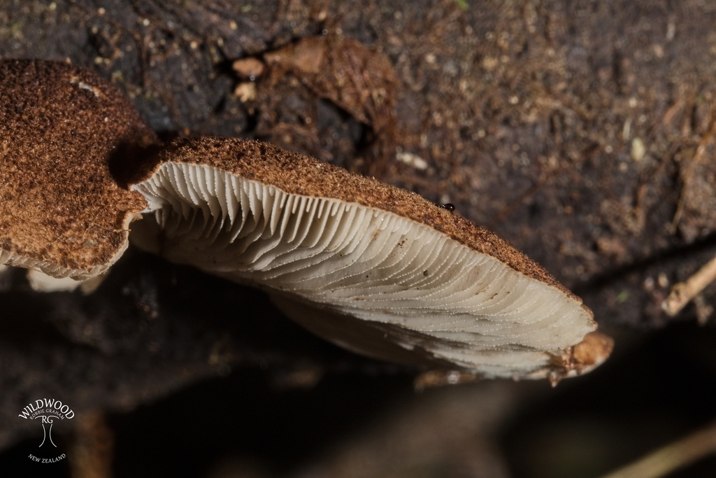 Crepidotus fuscovelutinus · May 2025 · photo: © robbiebgraham (iNaturalist, cc0)