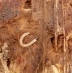 Blaniulidae