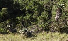 African Aloe (Aloe africana)