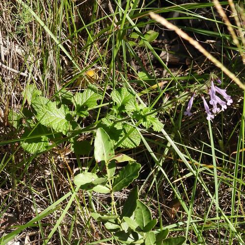 Coastal Blue Sage (Salvia scabra)