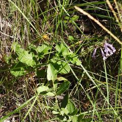 Salvia scabra, photograph (c) Henry de Lange, some rights reserved (CC BY)