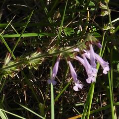 Salvia scabra, photograph (c) Henry de Lange, some rights reserved (CC BY)