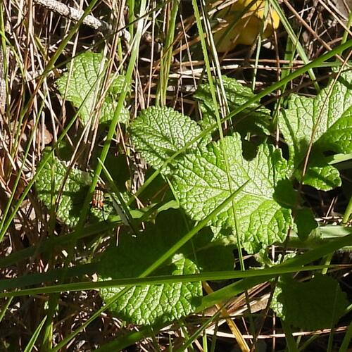 Salvia scabra