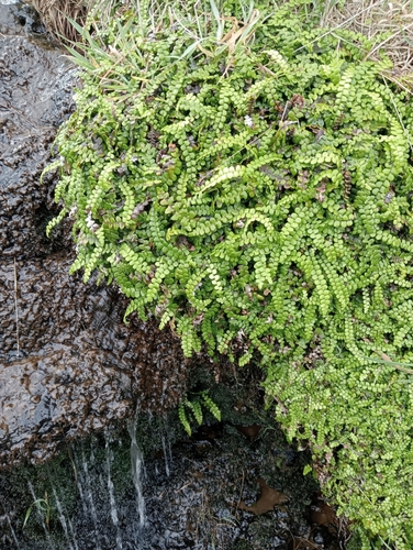 Image of Blechnum banksii by (c) John Barkla, some rights reserved (CC BY)