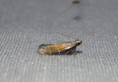 Battaristis vittella