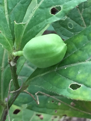Hybanthus concolor