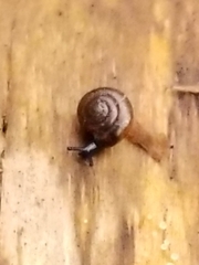 Gastrodontidae