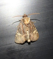 Phosphila turbulenta