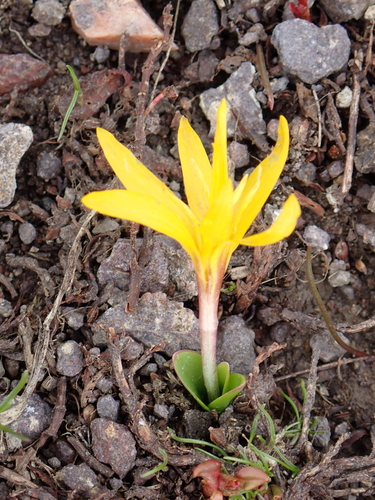 Colchicum luteum