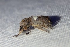 Toxonotus cornutus