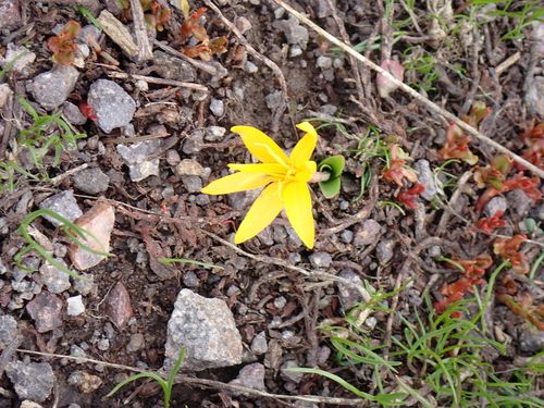 Image of Colchicum luteum by no rights reserved
