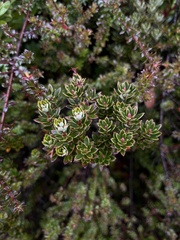 Cyathodes straminea, photograph (c) Todd Huang, some rights reserved (CC BY)
