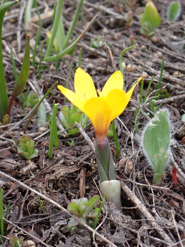 Indian colchicum (Colchicum luteum)
