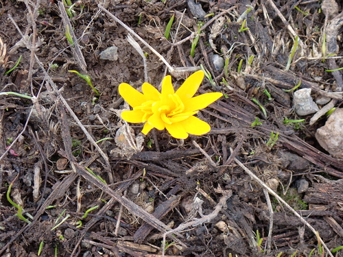 Image of Colchicum luteum by no rights reserved