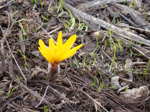 Image of Colchicum luteum by no rights reserved