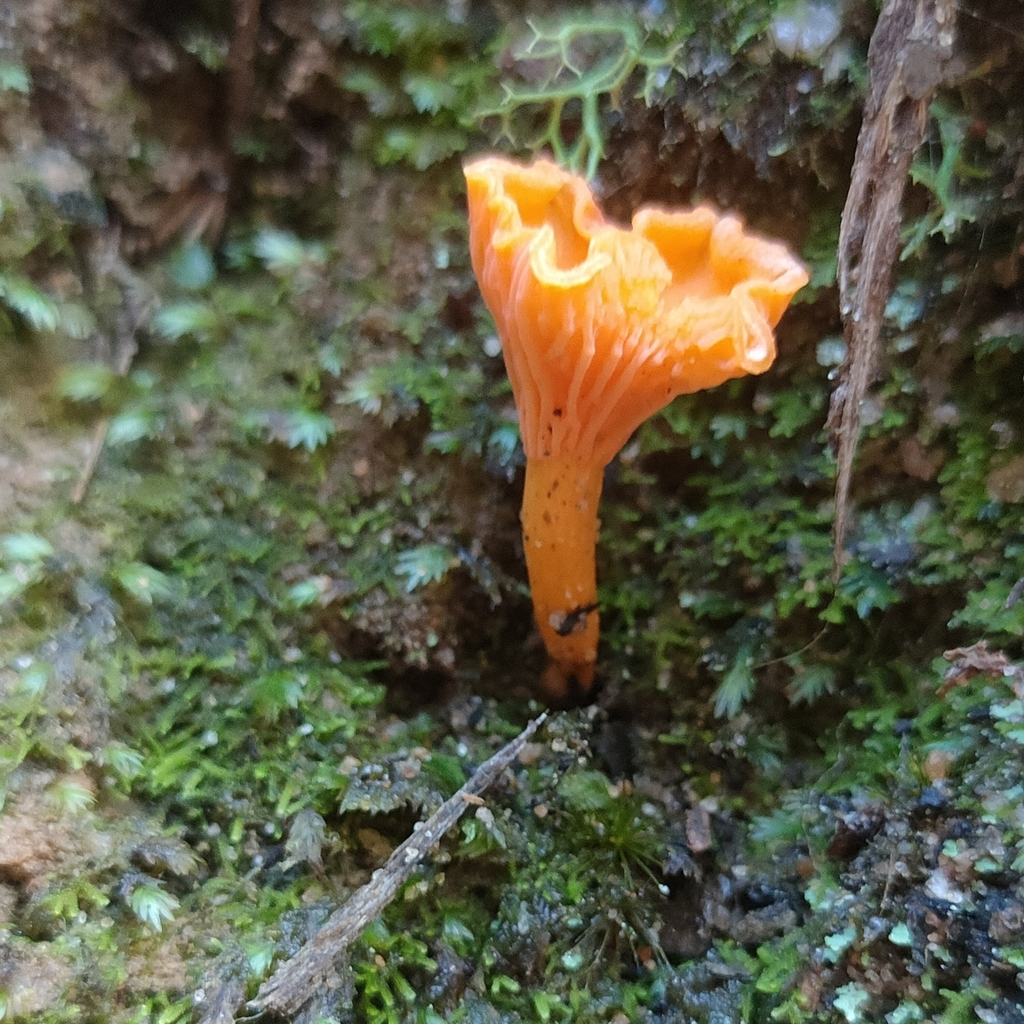 Cantharellus concinnus · May 2025 · photo: © daniel_stephan (iNaturalist, cc-by)