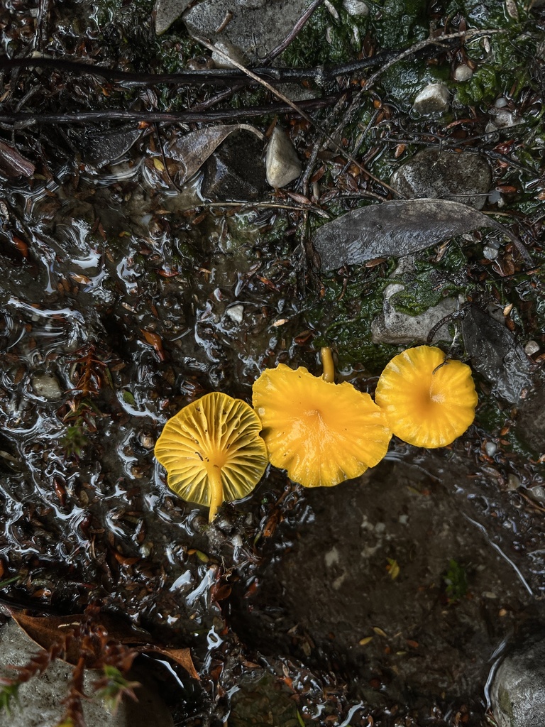 Lichenomphalia chromacea · May 2025 · photo: © oqt (iNaturalist, cc-by)