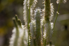 Sanguisorba canadensis