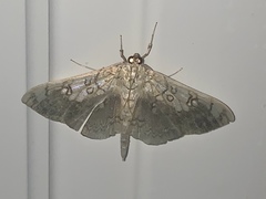 Pantographa