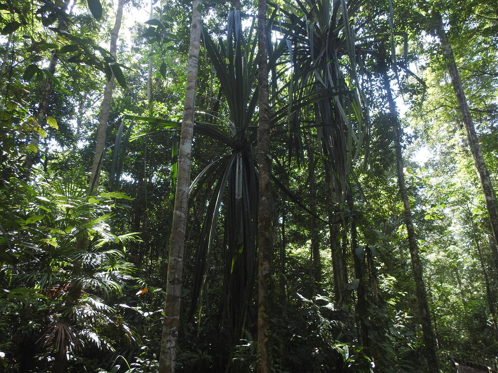 Benstonea stenocarpa