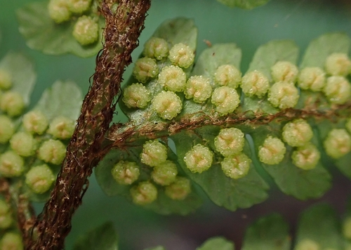 Dryopteris sordidipes iNat (2)