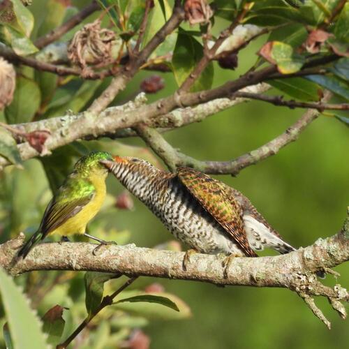 Klaas's Cuckoo (Chrysococcyx klaas), photo 9