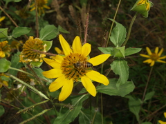 Tetragonotheca texana