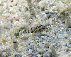 Eviota queenslandica