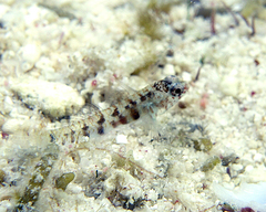 Eviota queenslandica