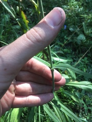 Silene scouleri pringlei