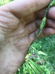 Silene scouleri pringlei