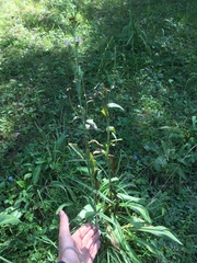 Silene scouleri pringlei