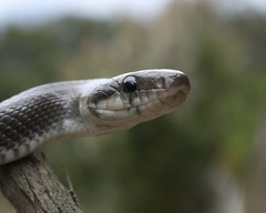 Aesculapian Snake photo 5