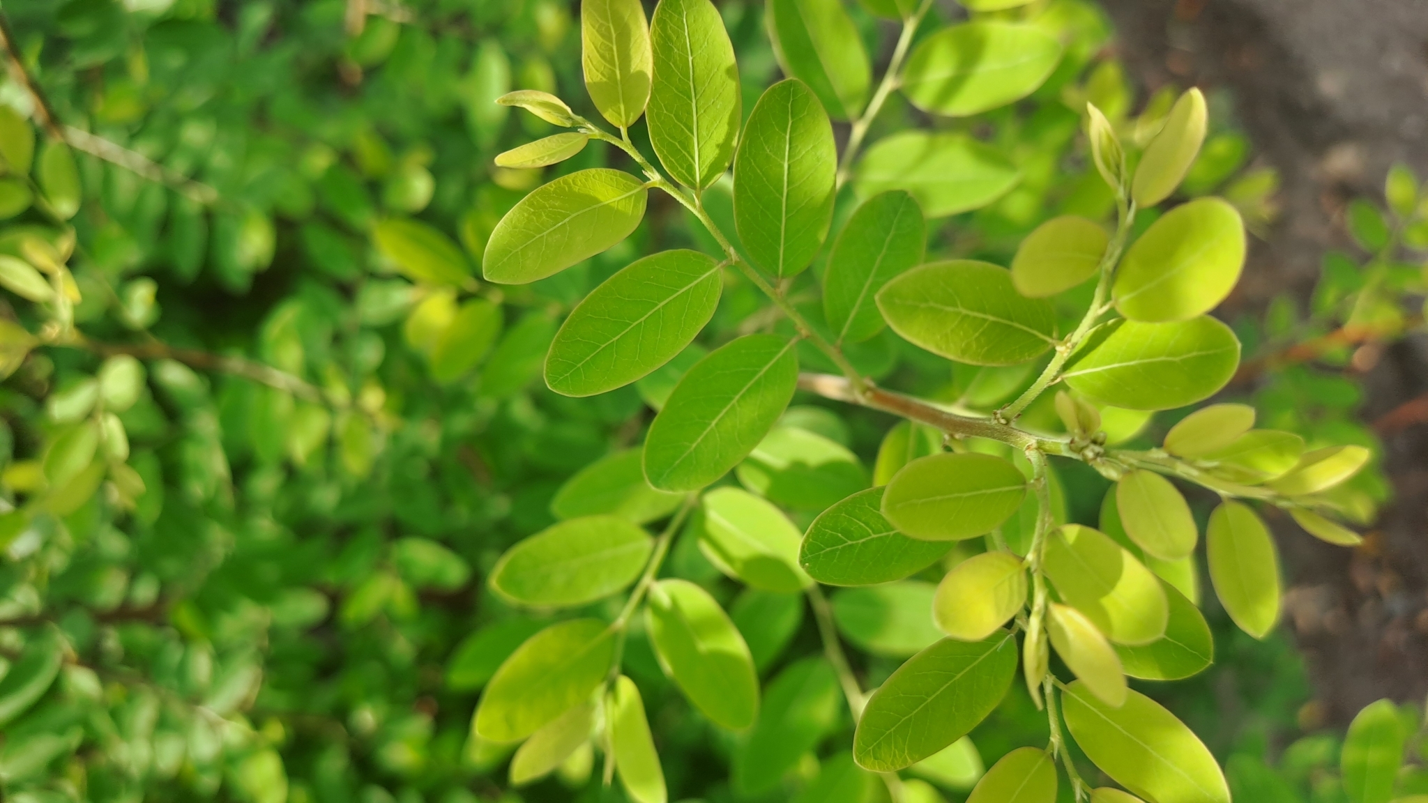 Phyllanthus reticulatus (Phyllanthus reticulatus)