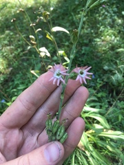 Silene scouleri pringlei