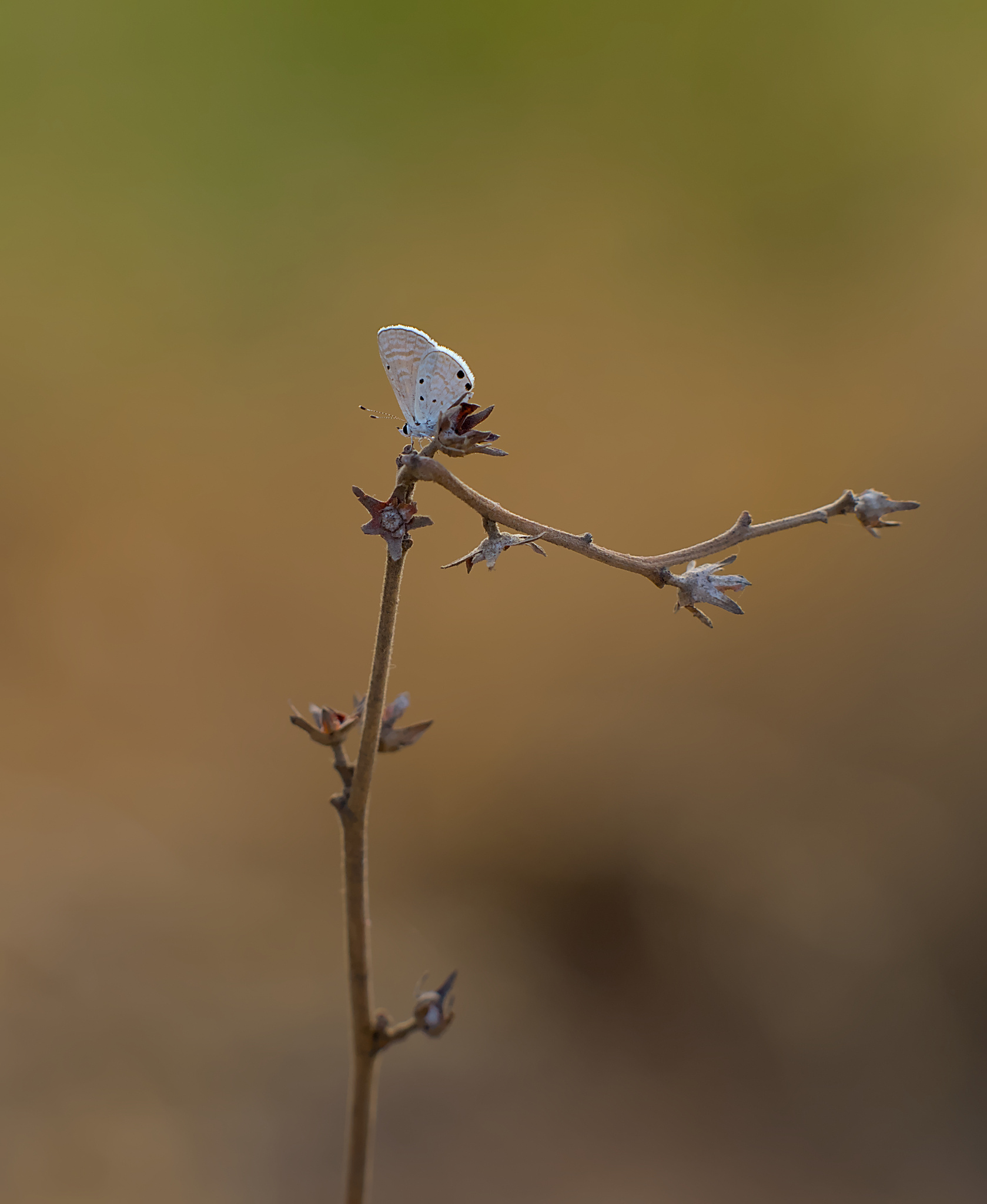 Dull Babul Blue
