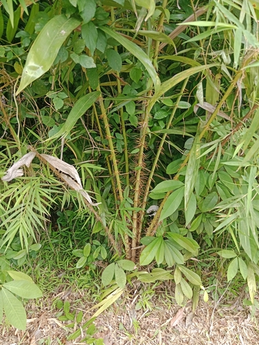 Foto de Salak