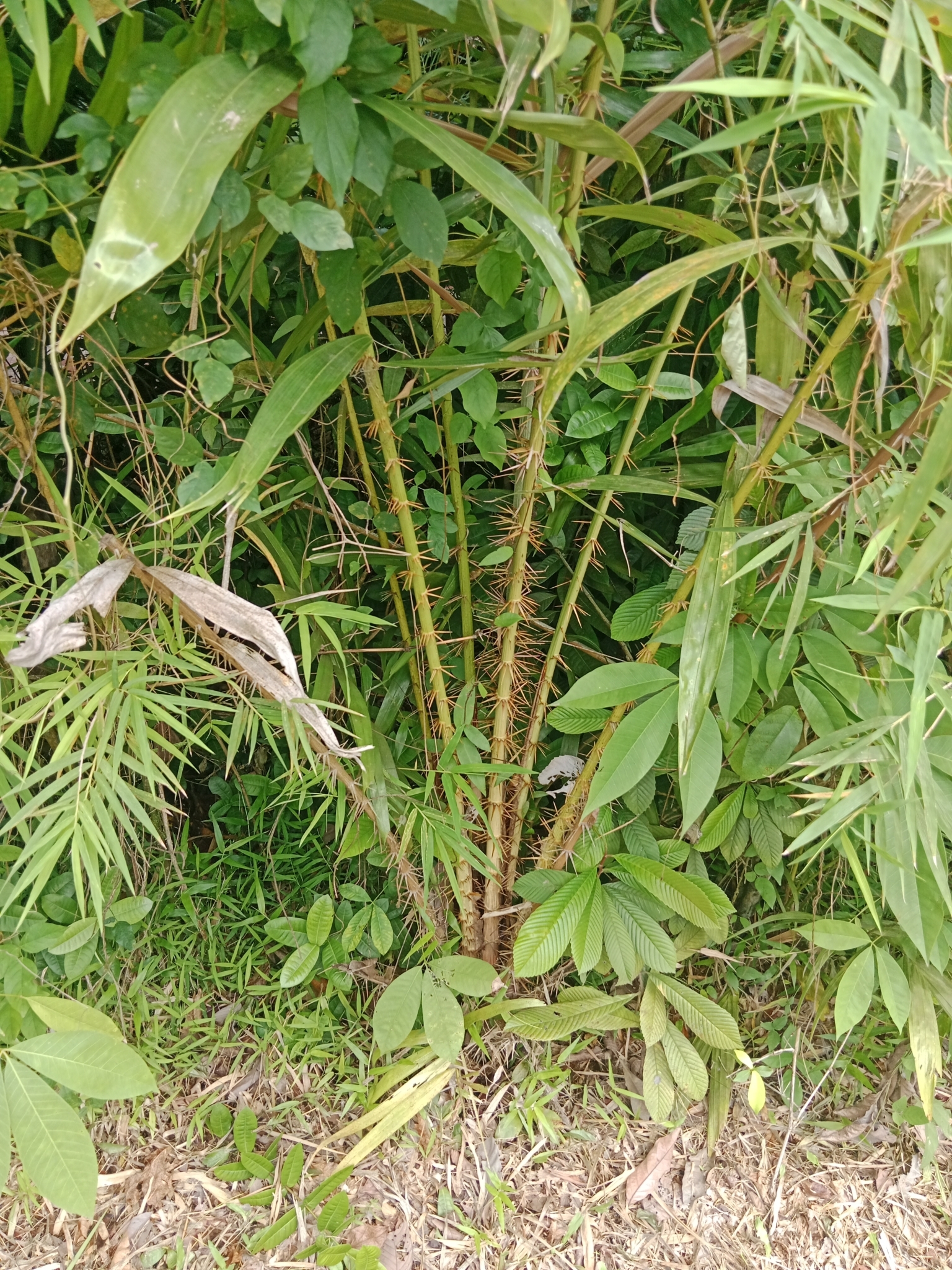 Imagem de Salak