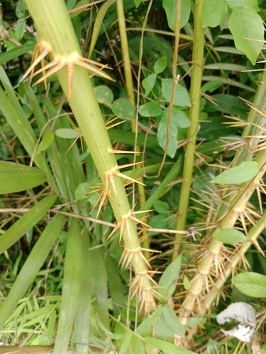 Foto de Salak