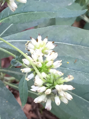 Verbesina walteri
