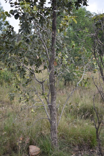 Image of Combretum molle by (c) Justin Ponder, some rights reserved (CC BY)