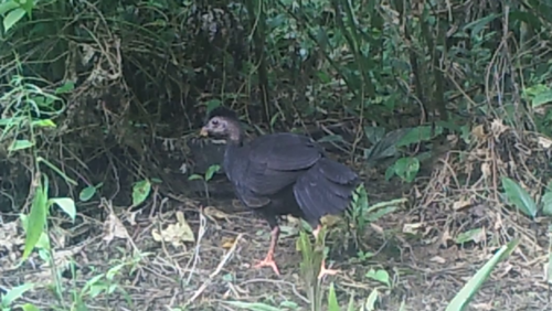 Talegalla jobiensis, 2024-08-09