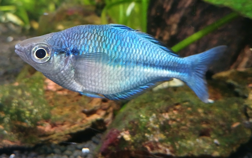 Lake Kutubu Rainbowfish