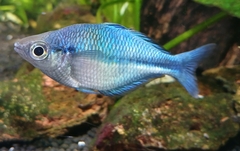 Lake Kutubu Rainbowfish photo 1