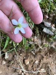 Moehringia lateriflora